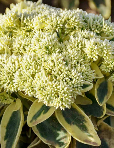 Menu Frosted Fire Sedum 4 Menu Frosted Fire Sedum - Image 2