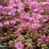 Menu Fulda Glow Sedum 1 Menu Fulda Glow Sedum -plant shop 74105 fulda glow