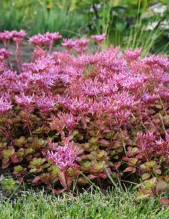 Menu Fulda Glow Sedum 7 Menu Fulda Glow Sedum -plant shop 74105 fulda glow 2
