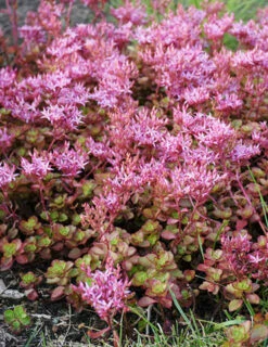 Menu Fulda Glow Sedum