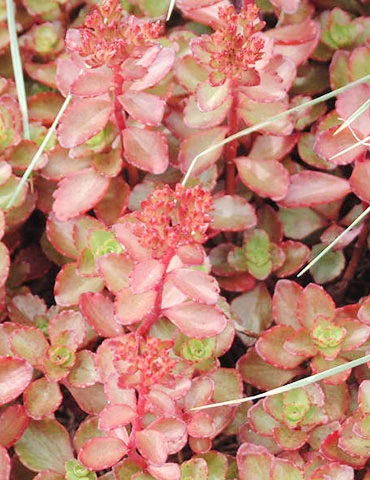 Menu Fulda Glow Sedum 4 Menu Fulda Glow Sedum - Image 2