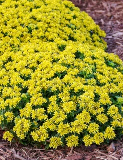 Menu Little Miss Sunshine Sedum -plant shop 74106 little miss sunshine 2