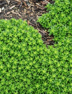 Menu Little Miss Sunshine Sedum -plant shop 74106 little miss sunshine