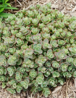 Menu Sizzling Sedum Sampler Collection 20 Menu Sizzling Sedum Sampler Collection -plant shop 74107 lime zinger 2