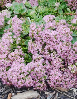 Menu Sizzling Sedum Sampler Collection 19 Menu Sizzling Sedum Sampler Collection -plant shop 74107 lime zinger 3