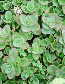 Menu Sizzling Sedum Sampler Collection 18 Menu Sizzling Sedum Sampler Collection -plant shop 74107 lime zinger 4
