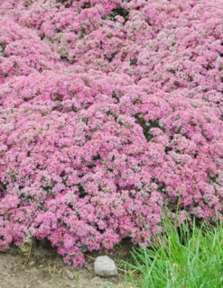 Menu Sizzling Sedum Sampler Collection 24 Menu Sizzling Sedum Sampler Collection -plant shop 74109 popstar 2