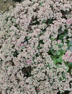 Menu Sizzling Sedum Sampler Collection 22 Menu Sizzling Sedum Sampler Collection -plant shop 74109 popstar