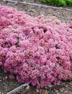 Menu Sizzling Sedum Sampler Collection 23 Menu Sizzling Sedum Sampler Collection -plant shop 74109 popstar 4