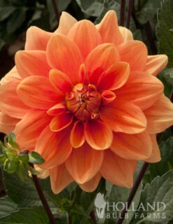 Menu Border Dahlia Collection -plant shop 74110 orange nugget border dahlia 2