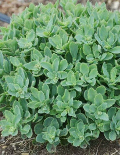 Menu Powderpuff Sedum -plant shop 74111 powderpuff 1