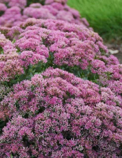 Menu Powderpuff Sedum -plant shop 74111 powderpuff 3 1