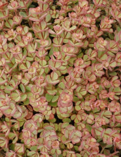 Menu October Daphne Sedum -plant shop 74112 sieboldii 3 1