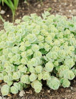 Menu October Daphne Sedum -plant shop 74112 sieboldii 4 1