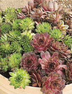 Menu Assorted Hens & Chicks