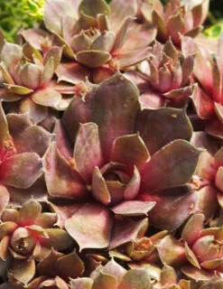 Menu Silverine Hens & Chicks -plant shop 74115 hens and chicks 1
