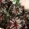 Menu Silverine Hens & Chicks -plant shop 74115 hens and chicks 2 1