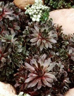 Menu Sizzling Sedum Sampler Collection 28 Menu Sizzling Sedum Sampler Collection -plant shop 74115 hens and chicks 2