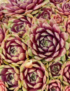 Menu Ruby Heart Hens & Chicks