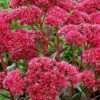Menu Thunderhead Sedum -plant shop 74118 thunderhead sedum