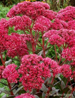 Menu Thunderhead Sedum