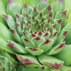 Menu Tip Top Hens & Chicks -plant shop 74119 hens and chicks
