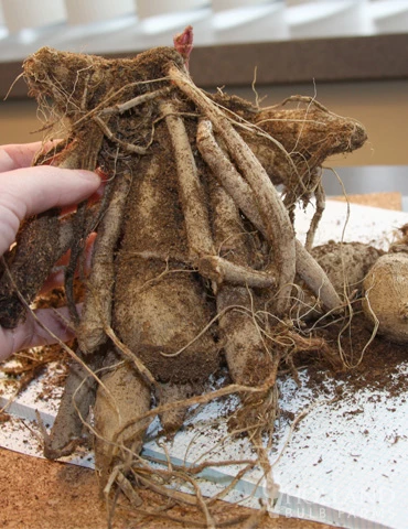 Menu Midnight Glo Dahlia Collection 5 Menu Midnight Glo Dahlia Collection - Image 3