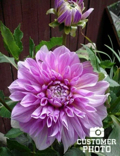 Menu Midnight Glo Dahlia Collection 19 Menu Midnight Glo Dahlia Collection -plant shop 74123 lavender perfection dinnerplate dahlia 3