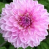 Menu Lavender Perfection Dinnerplate Dahlia -plant shop 74123 lavender perfection dinnerplate dahlia 5