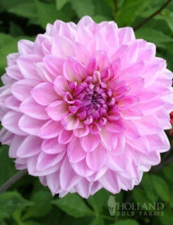 Menu Lavender Perfection Dinnerplate Dahlia