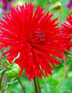 Menu Apache Fringed Dahlia -plant shop 74129 apache fringed dahlia