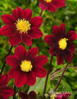 Menu Shimmering Sunset Dahlia Collection -plant shop 74148 topmix