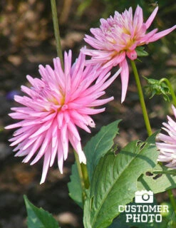 Menu Border Dahlia Collection -plant shop 74151 2018 07 11 park princess border dahlias joan geraldson
