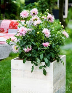 Menu Border Dahlia Collection -plant shop 74151 park princess border dahlia