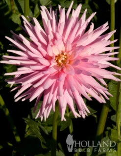 Menu Border Dahlia Collection -plant shop 74151 park princess border dahlia 5