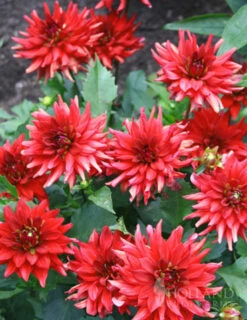 Menu Border Dahlia Collection -plant shop 74153 red pygmy border dahlia 2