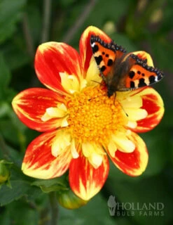 Menu Pooh Impression Dahlia