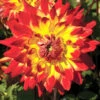 Menu Procyon Decorative Dahlia -plant shop 74158 procyon decorative dahlia 1