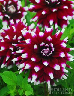 Menu Peppermint Dream Dahlia Collection -plant shop 74160 mystery day dahlia