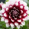 Menu Mystery Day Decorative Dahlia -plant shop 74160 mystery day decorative dahlia 2 1