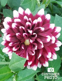 Menu Peppermint Dream Dahlia Collection -plant shop 74160 mystery day decorative dahlia 2018 08 17 russell hutchison