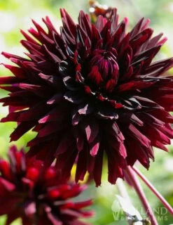 Menu Peppermint Dream Dahlia Collection -plant shop 74162 black jack dahlia jumbo pack 2 1