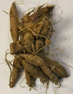 Menu Black Jack Dahlia Jumbo Pack -plant shop 74162 black jack dahlia jumbo pack 3 2