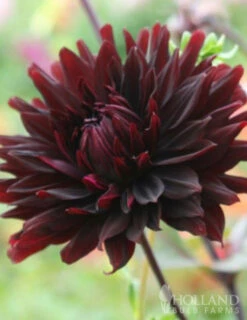 Menu Black Jack Dahlia Jumbo Pack -plant shop 74162 black jack dahlia jumbo pack 4 1