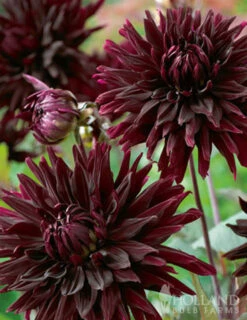 Menu Black Jack Dahlia Jumbo Pack -plant shop 74162 black jack dahlia jumbo pack 5 1