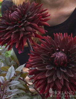 Menu Peppermint Dream Dahlia Collection -plant shop 74162 black jack dahlia jumbo pack 7