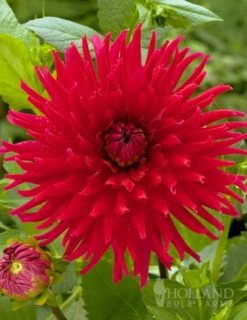Menu Red Fubuki Dahlia Jumbo Pack -plant shop 74168 red fubuki dahlia 3
