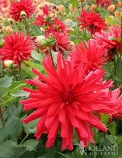 Menu Red Fubuki Dahlia Jumbo Pack -plant shop 74168 red fubuki dahlia 4
