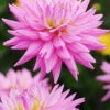 Menu Pink Corona Dahlia Jumbo Pack