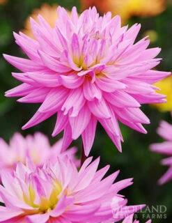 Menu Pink Corona Dahlia Jumbo Pack